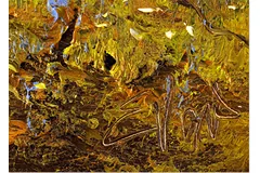 Signature image, click to enlarge