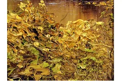 Signature image, click to enlarge