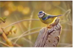 Large image, click to enlarge