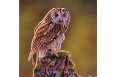 No frame image, click to enlarge