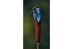 No frame image, click to enlarge