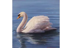 No frame image, click to enlarge