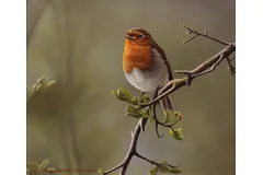 No frame image, click to enlarge
