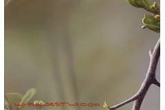 Signature image, click to enlarge