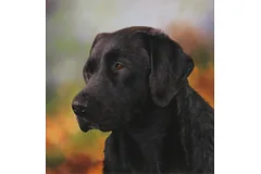 No frame image, click to enlarge