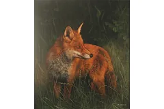 No frame image, click to enlarge