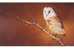 No frame image, click to enlarge