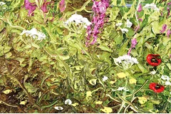 Signature image, click to enlarge