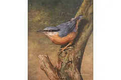 No frame image, click to enlarge