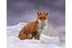 No frame image, click to enlarge