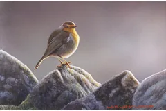 No frame image, click to enlarge