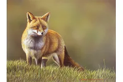 No frame image, click to enlarge
