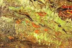 Signature image, click to enlarge