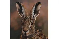 No frame image, click to enlarge