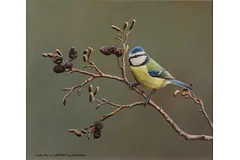 No frame image, click to enlarge