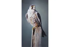 No frame image, click to enlarge