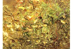 Signature image, click to enlarge