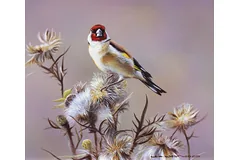 No frame image, click to enlarge