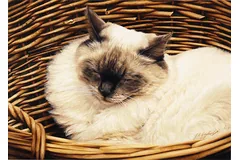 No frame image, click to enlarge