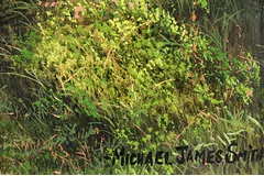 Signature image, click to enlarge