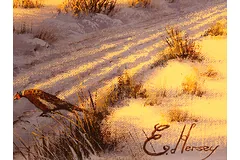 Signature image, click to enlarge