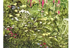 Signature image, click to enlarge