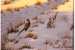 Signature image, click to enlarge
