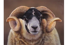 Signature image, click to enlarge