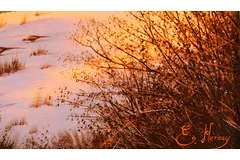 Signature image, click to enlarge