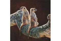 No frame image, click to enlarge
