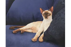 No frame image, click to enlarge