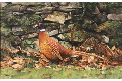 No frame image, click to enlarge