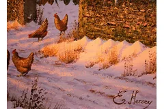 Signature image, click to enlarge