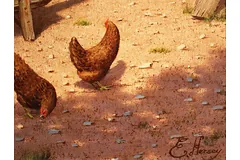 Signature image, click to enlarge