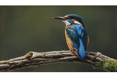 No frame image, click to enlarge