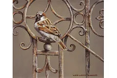 No frame image, click to enlarge