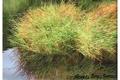 Signature image, click to enlarge