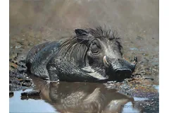 No frame image, click to enlarge