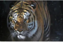 Large image, click to enlarge