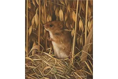 No frame image, click to enlarge