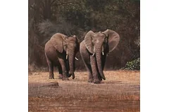 No frame image, click to enlarge