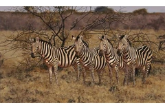 No frame image, click to enlarge