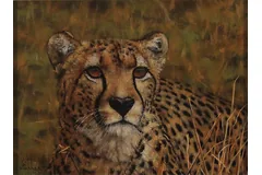 No frame image, click to enlarge