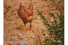 Signature image, click to enlarge