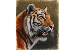 No frame image, click to enlarge