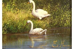 Signature image, click to enlarge