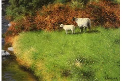 Signature image, click to enlarge