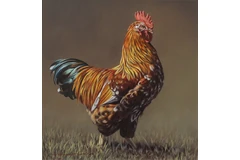 No frame image, click to enlarge