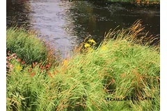 Signature image, click to enlarge