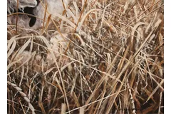 Signature image, click to enlarge